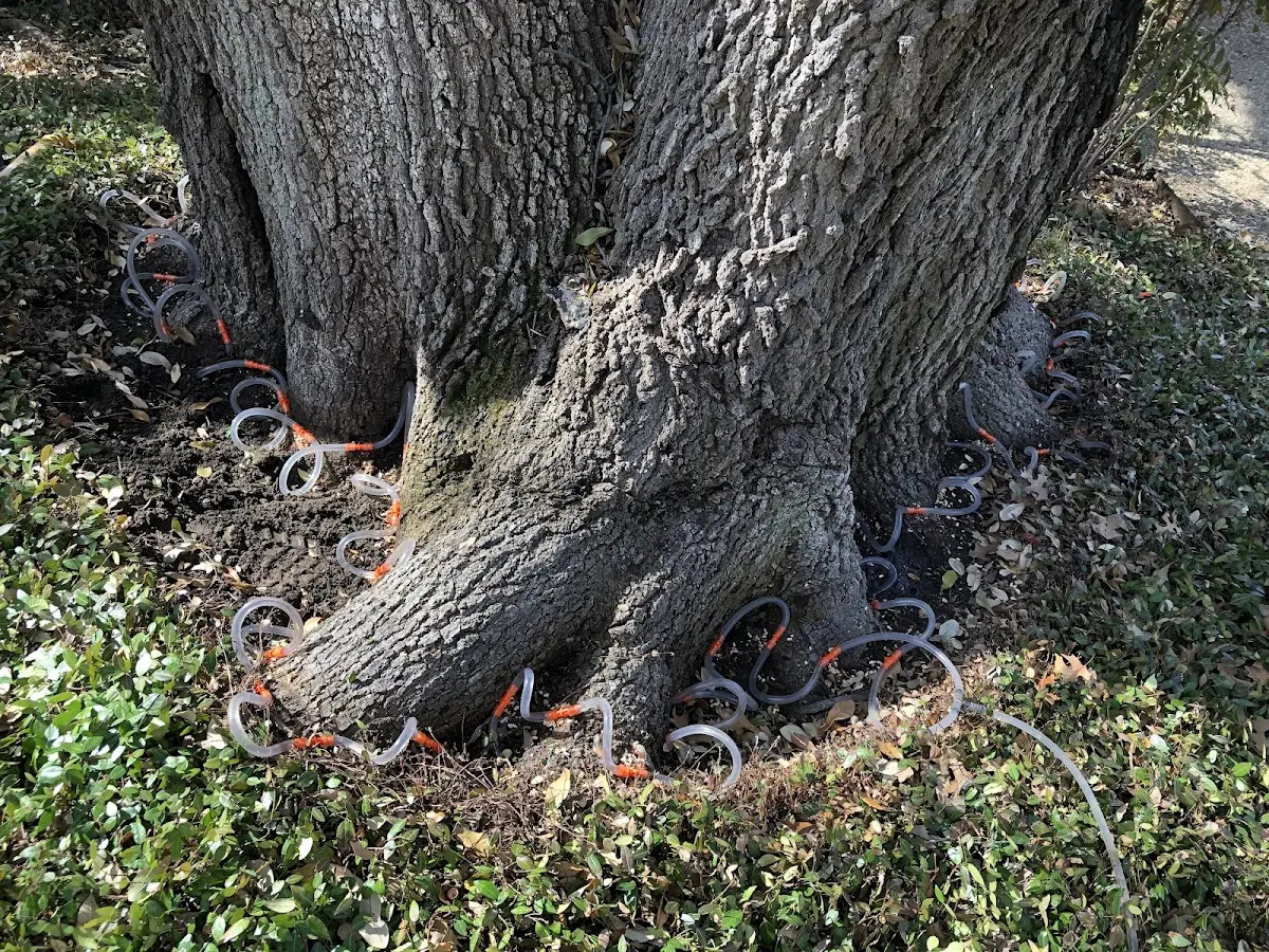 Detailed Tree Cabling and Bracing job site in Alden