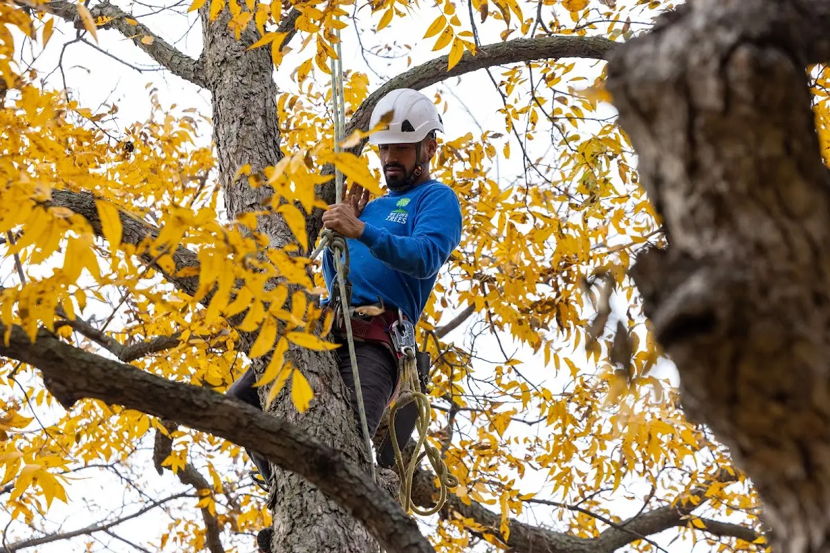 Skilled Tree Planing crew working in Alden