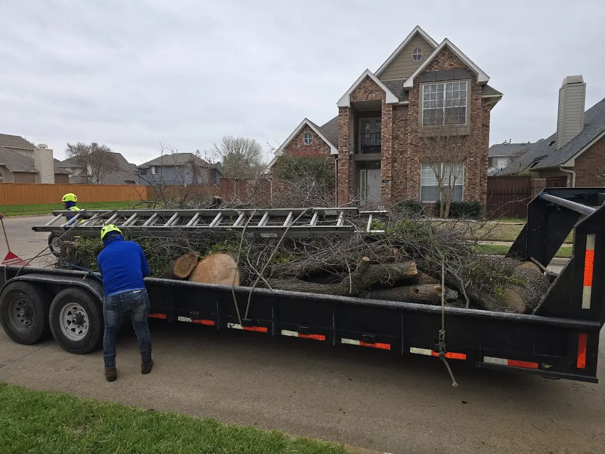 Expert Tree Removal with proper safety equipment in Alden